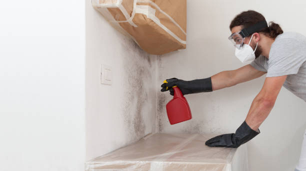 Professional Mold Removal technician working in Brighton, TN